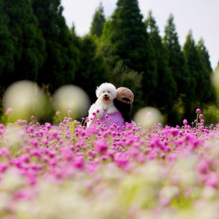 くじゅう花公園　キャンピングリゾート花と星 Kuju Extérieur photo