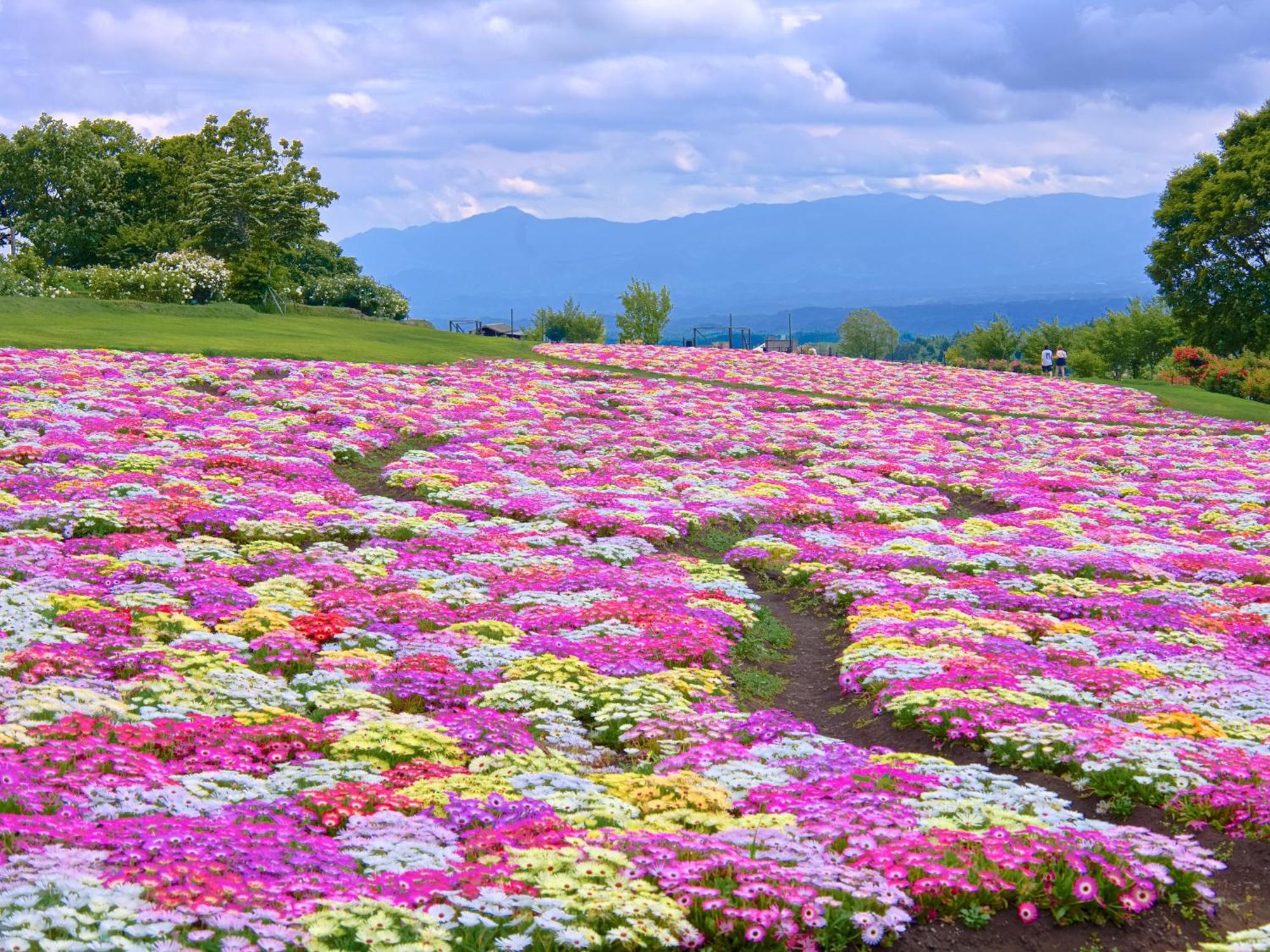 くじゅう花公園　キャンピングリゾート花と星 Kuju Extérieur photo