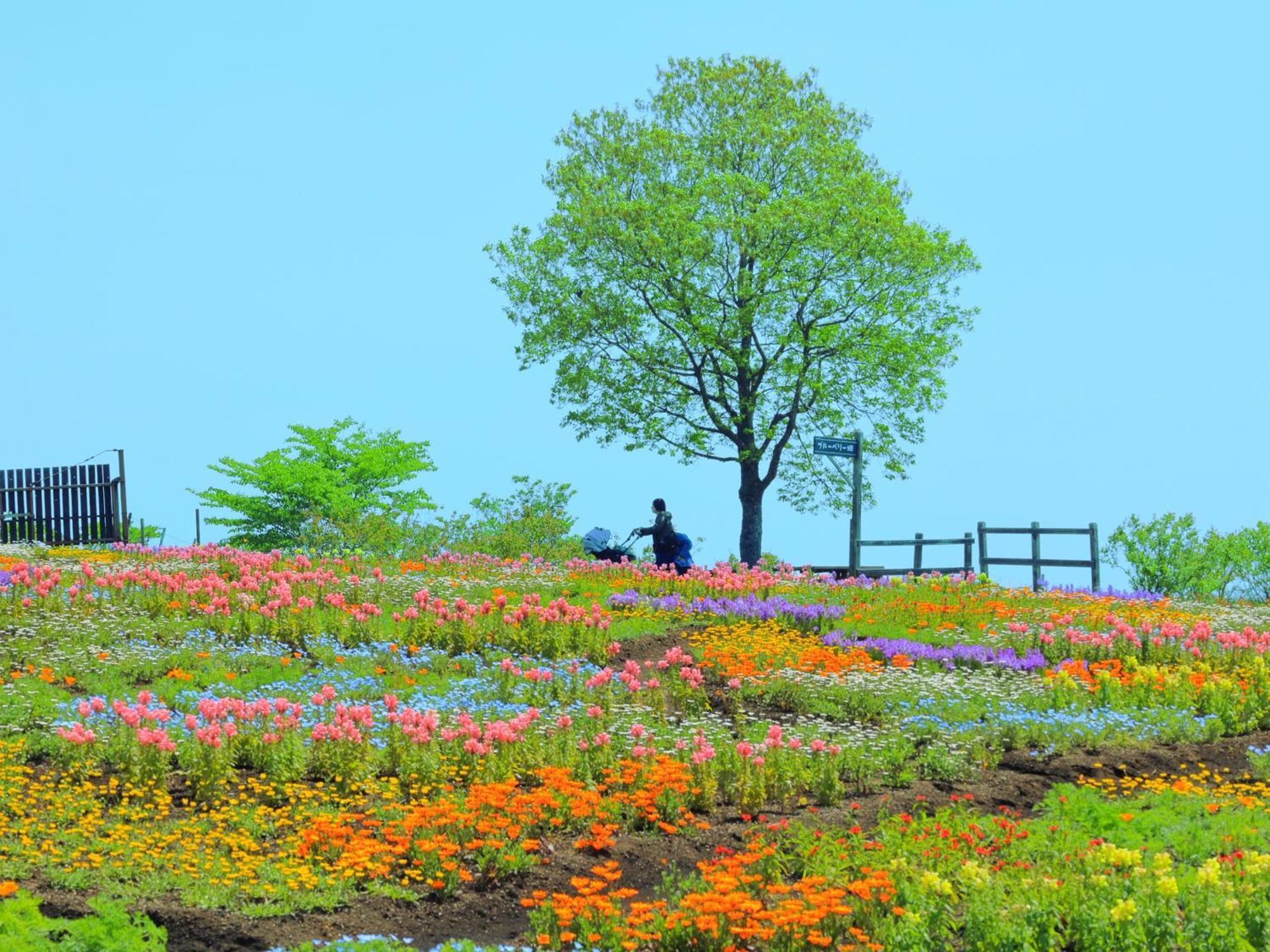 くじゅう花公園　キャンピングリゾート花と星 Kuju Extérieur photo