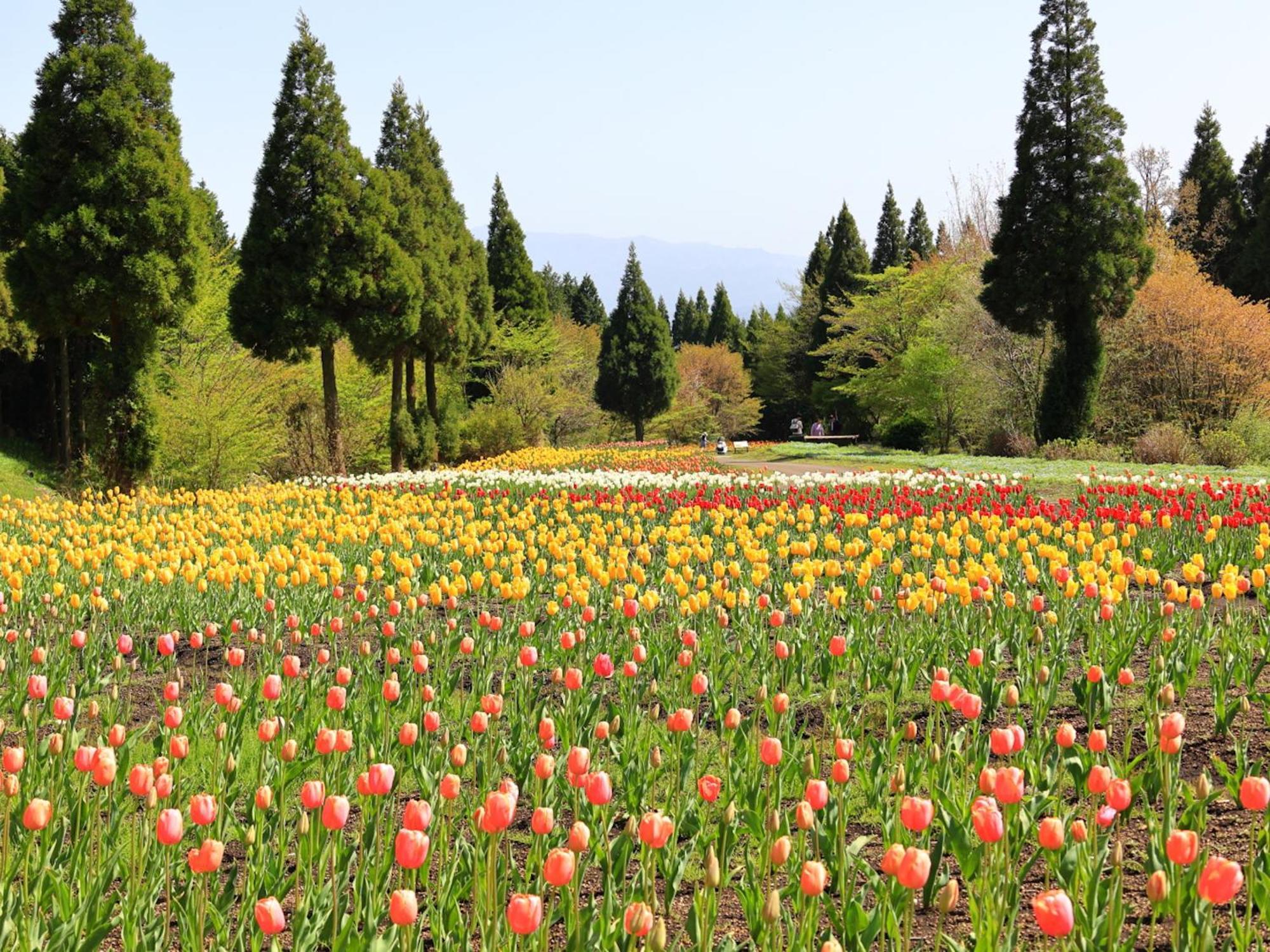 くじゅう花公園　キャンピングリゾート花と星 Kuju Extérieur photo
