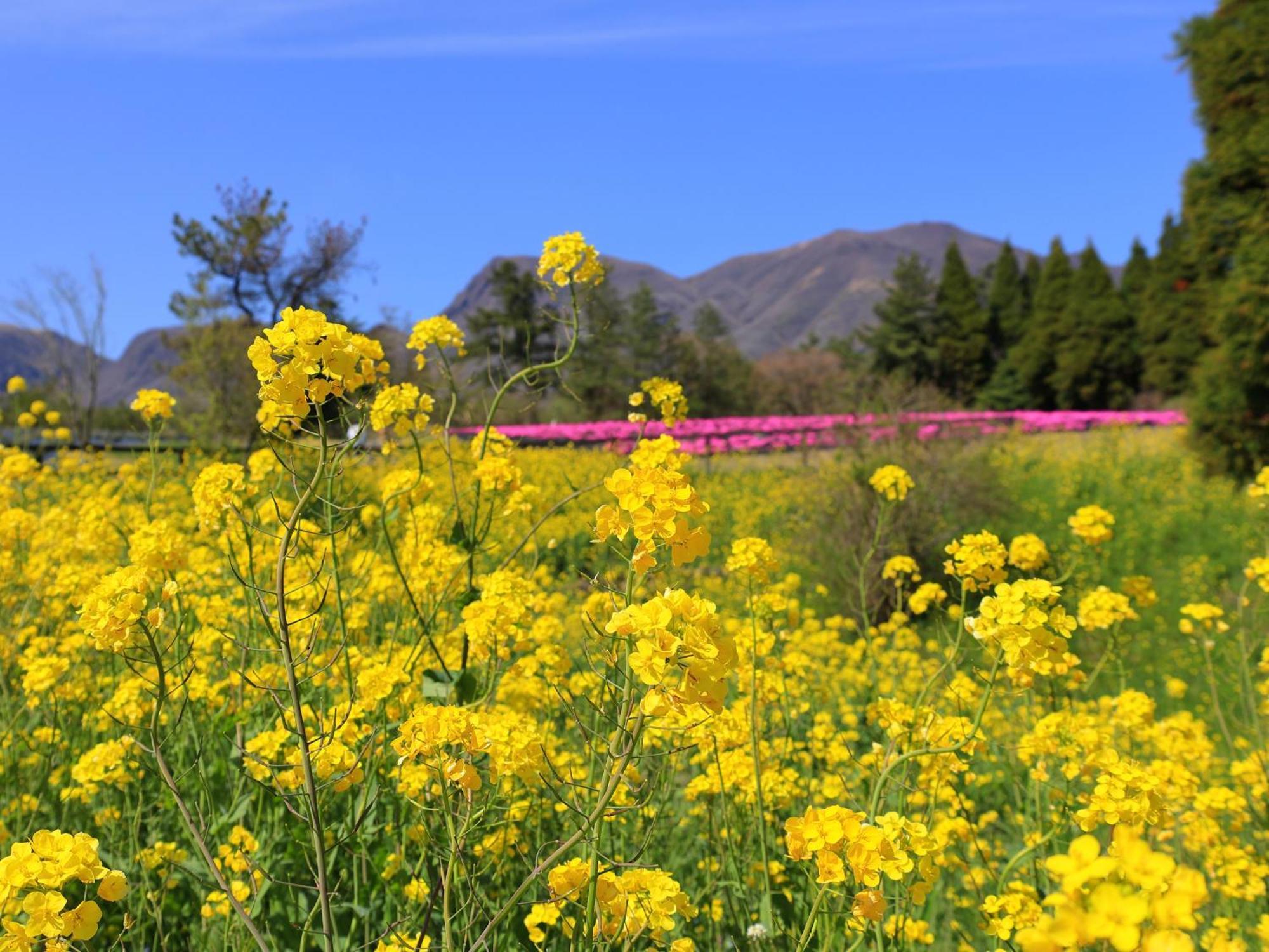 くじゅう花公園　キャンピングリゾート花と星 Kuju Extérieur photo