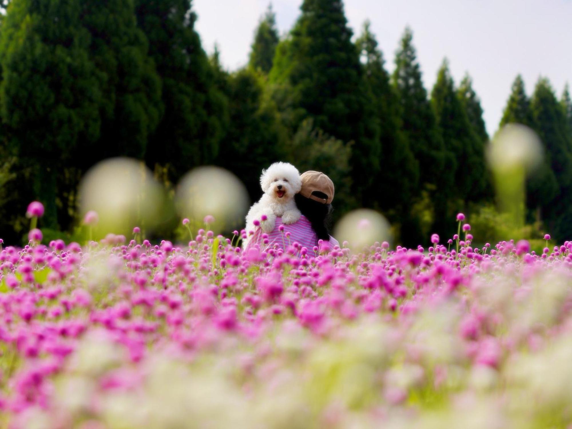 くじゅう花公園　キャンピングリゾート花と星 Kuju Extérieur photo