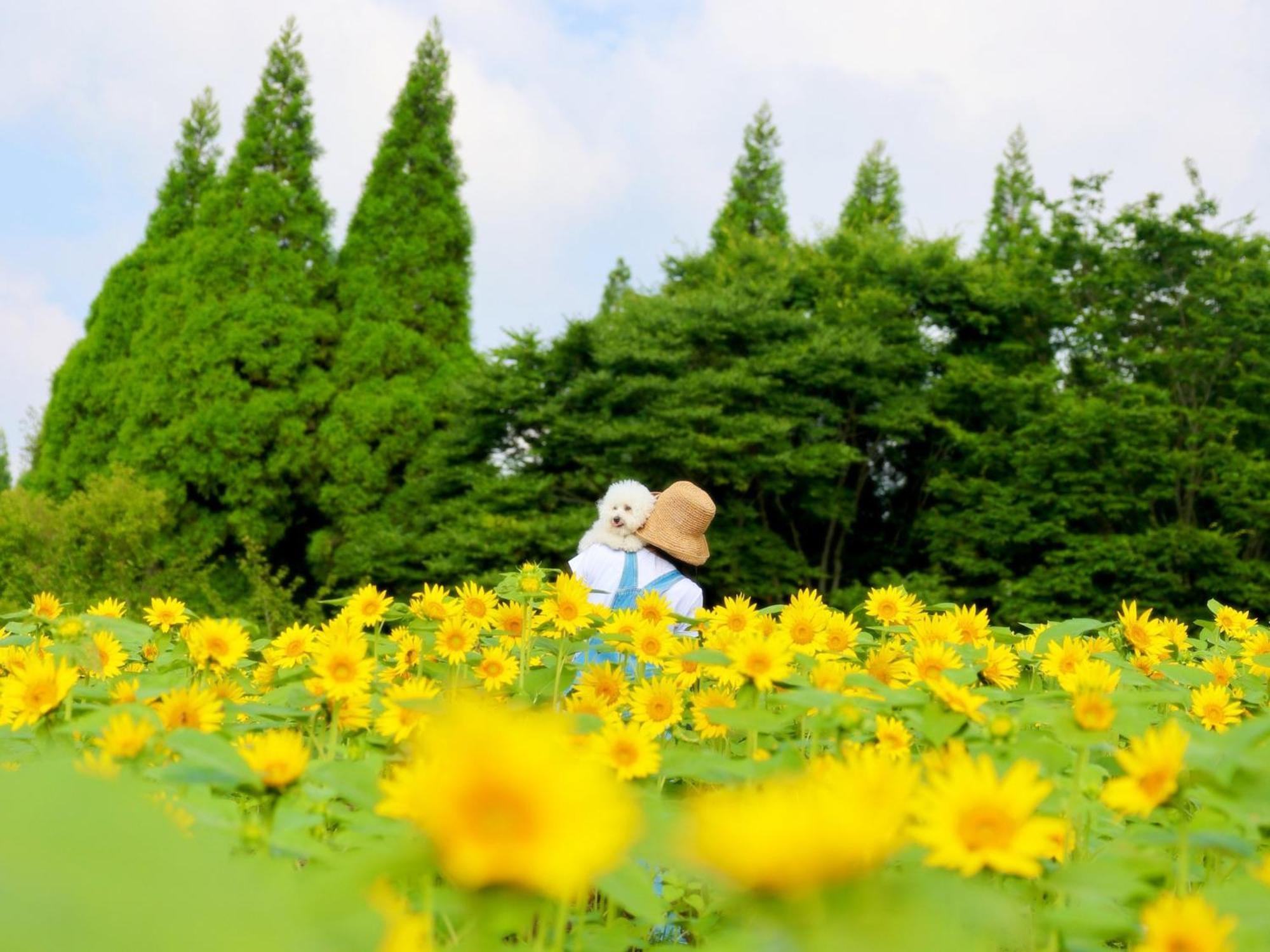 くじゅう花公園　キャンピングリゾート花と星 Kuju Extérieur photo